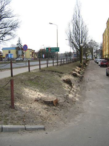 Drzewa56.jpg (42585 bytes)