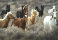 horses copy.jpg (14156 bytes)